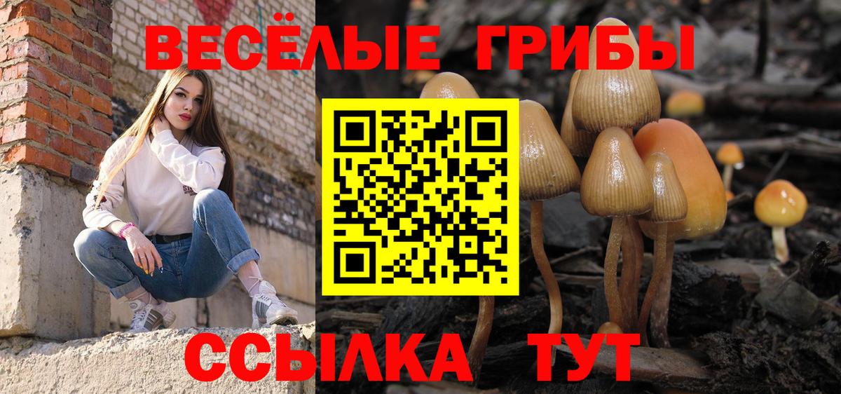 Псилоцибиновые грибы Psilocybe Свободный