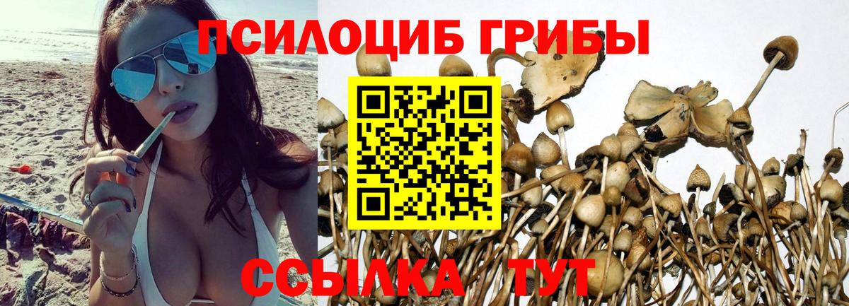 Свободный  Галлюциногенные грибы Psilocybe  Вход с VPN  Псилоцибиновые грибы Cubensis 